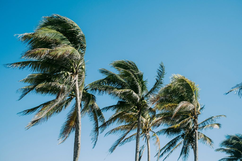 Tall palm trees sway in the wind against a clear blue sky, their green fronds bending to the right, suggesting a breezy, tropical environment.