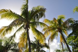 Tall palm trees with green and yellow fronds stand against a clear blue sky, sunlight streaming from behind one of the trees, creating a bright and tropical atmosphere.